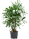 Epipremnum Pinnatum Global Green