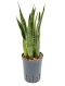 Epipremnum Pinnatum Global Green blad