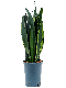 Syngonium Red Spot blad