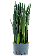Epipremnum Pinnatum Global Green