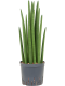 Monstera Siltepecana