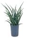 Epipremnum Pinnatum Global Green
