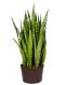 Epipremnum Pinnatum Global Green blad