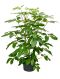 Syngonium Red Spot blad