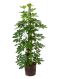 Scindapsus Treubii Dark plant