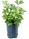 Scindapsus Treubii Dark plant