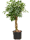 Epipremnum Pinnatum Global Green