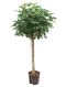 Syngonium Red Spot blad