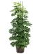 Epipremnum Pinnatum Global Green blad