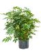 Syngonium Red Spot blad