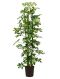 Syngonium Red Spot blad