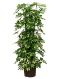 Scindapsus Treubii Dark plant