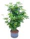 Scindapsus Treubii Dark plant