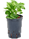 Syngonium Red Spot blad