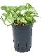 Epipremnum Pinnatum Global Green blad