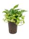 Epipremnum Pinnatum Global Green blad