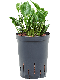 Epipremnum Pinnatum Global Green blad