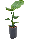Syngonium Red Spot blad