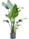 Epipremnum Pinnatum Global Green