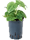 Syngonium Red Spot blad