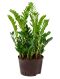 Scindapsus Treubii Dark plant