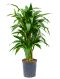 Dracaena janet craig