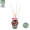 Syngonium Red Spot blad