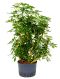 Epipremnum Pinnatum Global Green blad