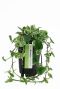 Epipremnum Pinnatum Global Green blad