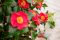 Syngonium Red Spot blad