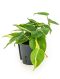 Syngonium Red Spot blad