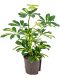 Epipremnum Pinnatum Global Green