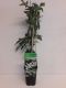Syngonium Red Spot blad
