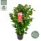 Epipremnum Pinnatum Global Green