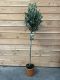 Syngonium Red Spot blad