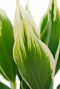 Monstera Siltepecana
