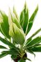 Alocasia Branchifolia Pink Passion blad