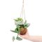 Epipremnum Pinnatum Global Green