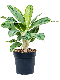 Solanum Evolvulifolium - P10