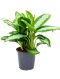 Monstera Siltepecana