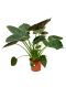 Epipremnum Pinnatum Global Green
