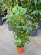 Scindapsus Treubii Dark plant
