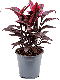 Syngonium Red Spot blad