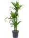 Syngonium Red Spot blad