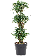 Epipremnum Pinnatum Global Green