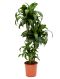 Epipremnum Pinnatum Global Green blad