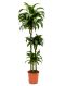 Syngonium Pink Splash