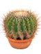 Epipremnum Pinnatum Global Green blad