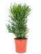 Epipremnum Pinnatum Global Green blad