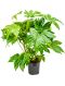 Fatsia japonica